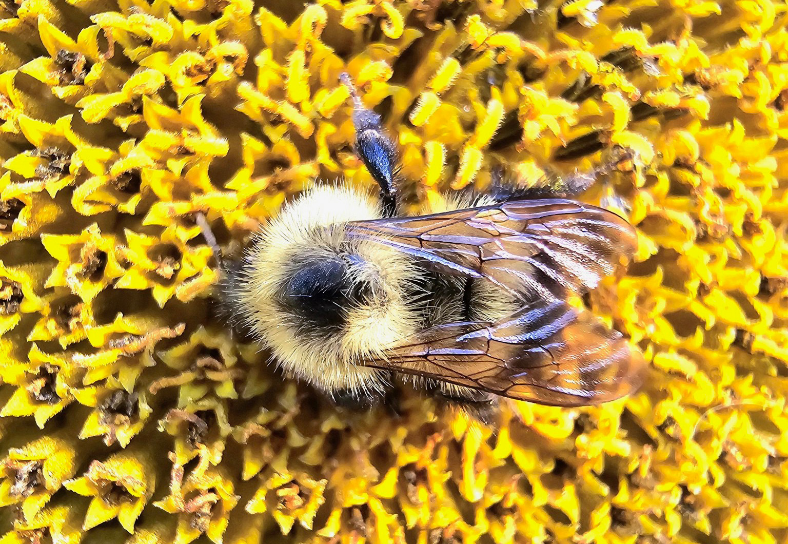 bee